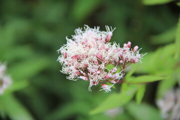 フジバカマの花