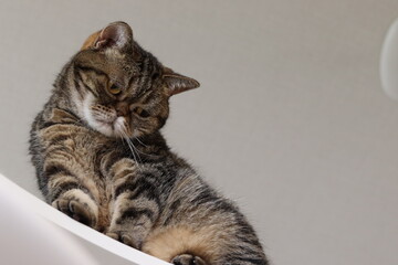 上から見下ろす猫アメリカンショートヘアブラウンタビー
American shorthair cat looking down from above.