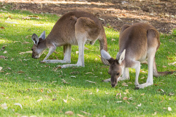 Naklejka na ściany i meble Couple of beautiful kangaroo standing in alert position Perth, Western Australia, Australia
