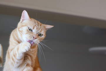 手をグルーミングしている猫アメリカンショートヘアレッドタビー
American shorthair cat with grooming hands.