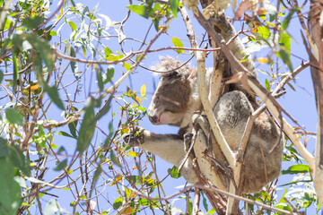 Koala eating eucalyptus in tree. Melbourne,Victoria, Australia..
