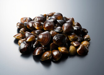 A freshwater clam on a black background