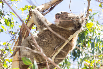Fototapeta premium Koala eating eucalyptus in tree. Melbourne, Victoria, Australia.