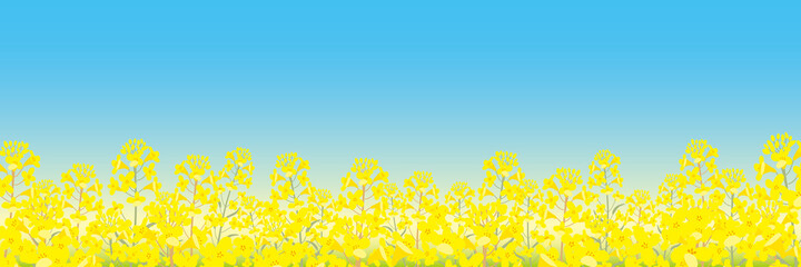 春　背景　菜の花　イラスト