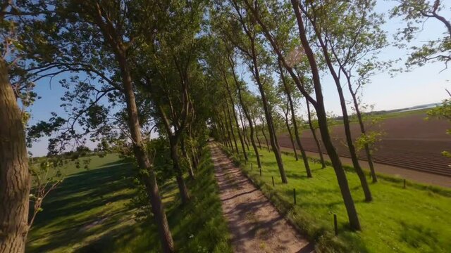 Flight through shot of a slender and elegant tree lines in magnificent plains scenery.