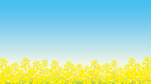 春　背景　菜の花　イラスト