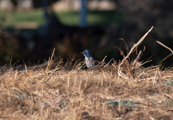Blue bird in the grass