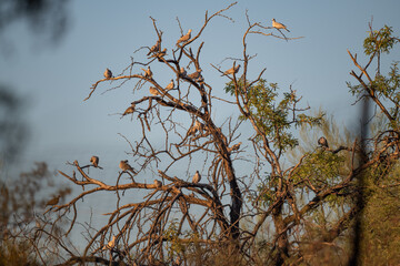 Pigeons perched in a tree in the desert