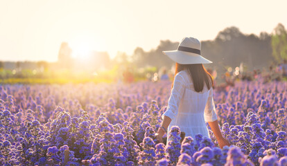 Back woman in white dress holding white hat enjoying summer in Purple Cutter Flowers field at sunlight in flowers village, udon thani province in thailand. © KAVIN