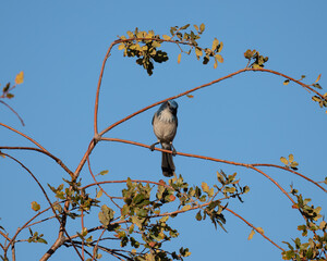 Blue bird in a tree