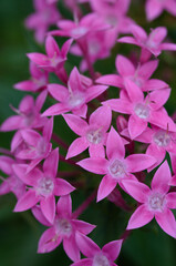 close up of pink flower