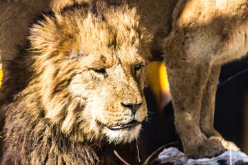Lions at Fuji Safari Park in the snow._04