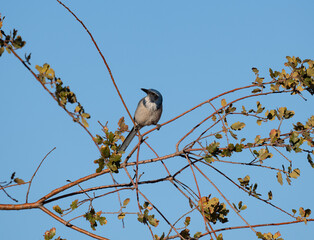 Blue bird in a tree
