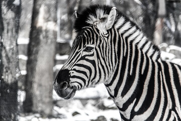 Fototapeta na wymiar zebras at Fuji Safari Park in the snow._02