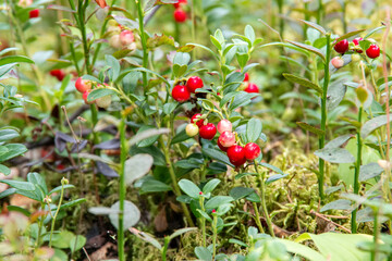 Bright red lingonberry or cranberry berries on bushes with green leaves, selective focus, natural...