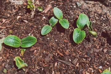 pumpkin plants in wooden barrel planter outdoor in sunny vegetable garden
