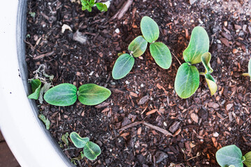 pumpkin plants in wooden barrel planter outdoor in sunny vegetable garden