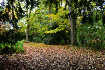 wald im herbst, meerbusch, deutschland
