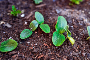 pumpkin plants in wooden barrel planter outdoor in sunny vegetable garden