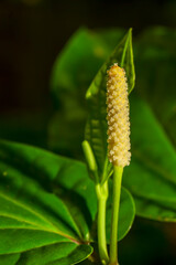 long pepper on tree
