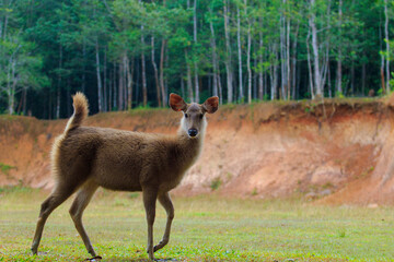 young female sambar deer in khao yai national park thailand1