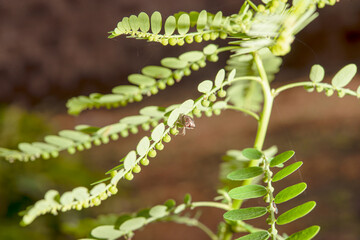 The insect is eating the food it has encountered.