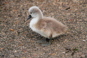 A close up of a Mute Swan Cygnet