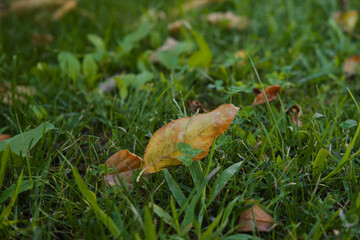 Dry leaves in the grass. Falling leaves in autumn.
