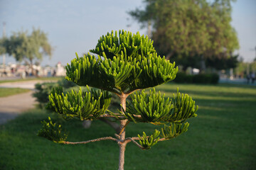 Young pine tree. Young pine tree that keeps growing