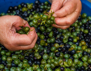 Naklejka na ściany i meble grandmother's hands preparing grapes for wine
