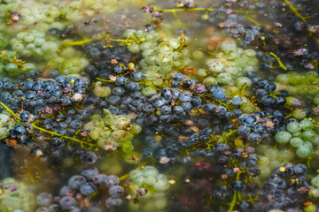 grapes washed before becoming a tasty wine