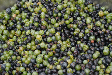 grapes washed before becoming a tasty wine