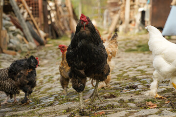 black cock proud of his yardin a summer day