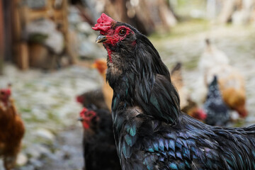 black cock proud of his yardin a summer day