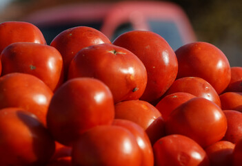 juicy organic tomatoes picked from grandma's garden