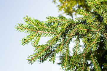 evergreen fir tree needles on blue sky background