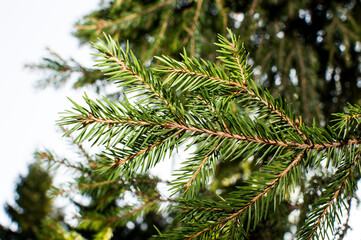 evergreen fir tree needles on blue sky background