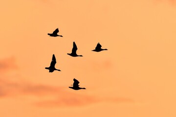 夕焼けバックに飛ぶマガンの群れ