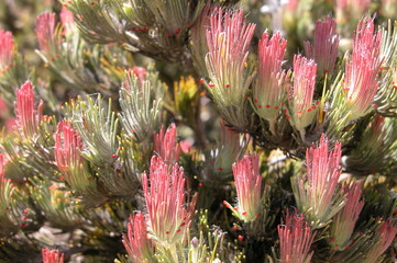 Adenanthos cygnorum unusual pink tips with nectaries visible close-up