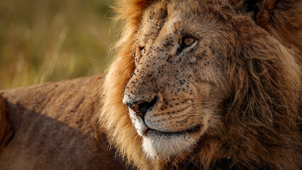 portrait of a lion