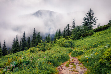 Dramatic summer scene of Chornogora mountain range. Homula peak in the morning mist, Transcaprathian, Ukraine, Europe. Traveling concept background..