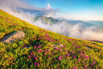Sunny morning cene of Chornogora mountain range with Hoverla peak on background. Blooming pink rhododendron flowers on Carpathian hills in June. Beauty of nature concept background.