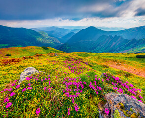 Blooming pink rhododendron flowers on the Carpathians hills. Dramatic summer scene with Homula mount on background, Ukraine, Europe. Beauty of nature concept background.
