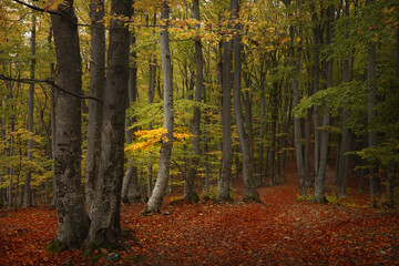 Obraz premium Romantic path in the forest. Autumn day in the woods. Colored leaves during a fall day