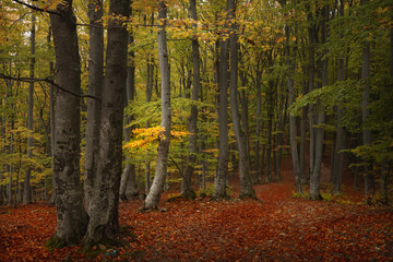 Romantic path in the forest. Autumn day in the woods. Colored leaves during a fall day