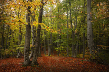 Yellow tree in autumn colored forest. Colors of fall in the woods