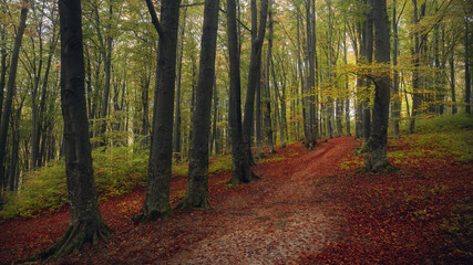 Romantic trail in autumn colored forest. Red leaves on the ground