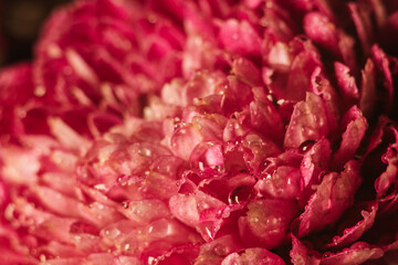 Close-up photo of red beautiful autumn flowers covered with dew drops.