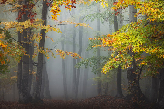 Trail in fairy tale foggy forest. Beautiful colors in the woods during autumn. Fall in the woodland © bonciutoma