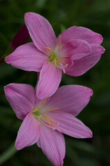 Light purple clay lotus photo.
